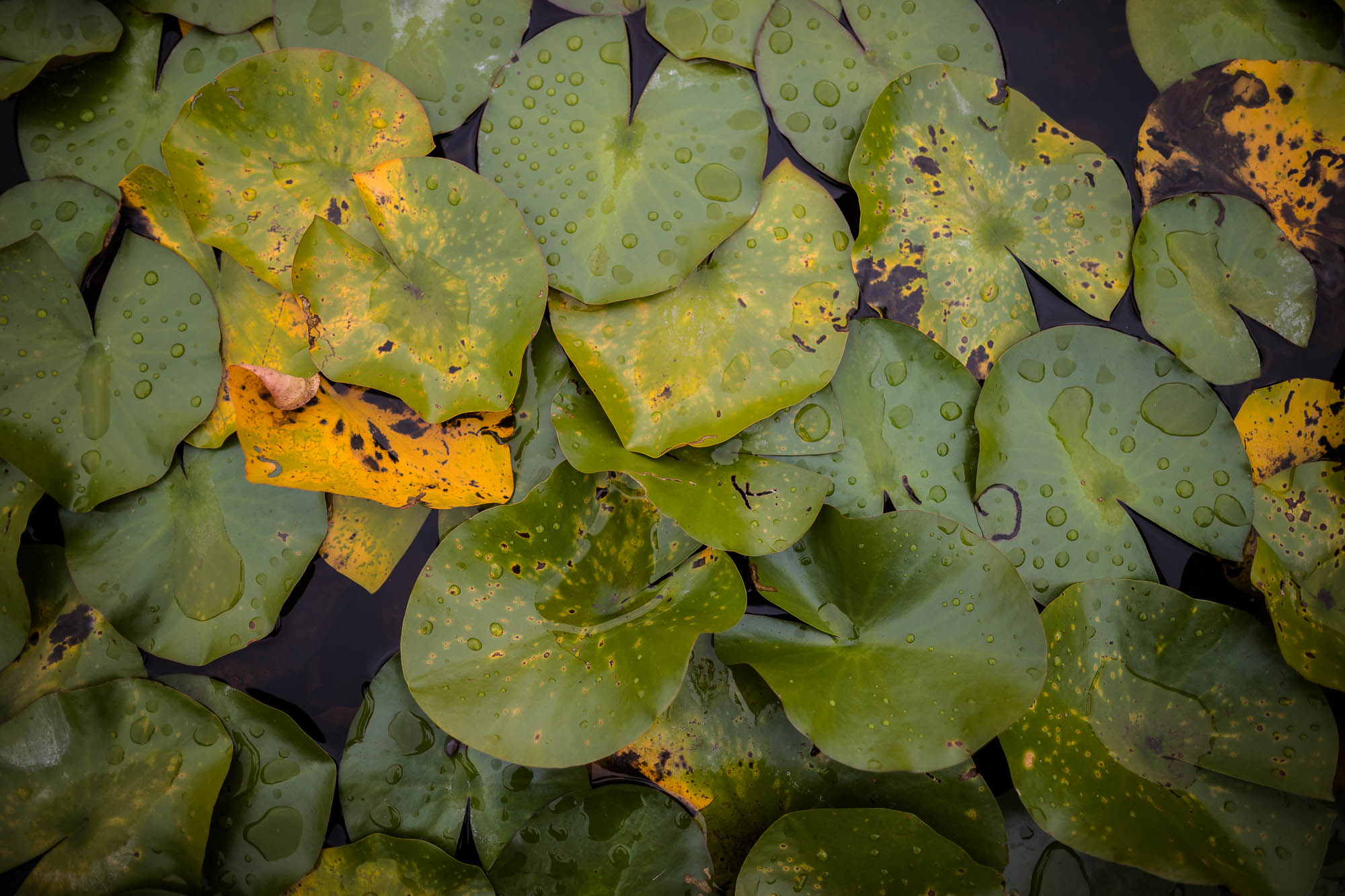 Export x3 1DX27967 Hochzeit 2020 Claudia & Thomas